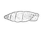 Clausiliidae 煙管蝸牛科