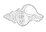 Coralliophilidae 珊瑚螺科