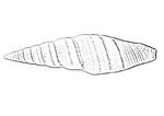 Costellariidae 蛹筆螺科