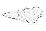 Epitoniidae 海螄螺科