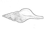 Fasciolariidae 旋螺科
