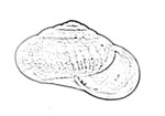 Helicarionidae 鱉甲蝸牛科