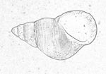 Littorinidae 玉黍螺科