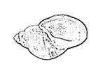 Lymnaeidae 椎實螺科