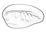 Marginellidae 穀米螺科