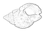 Nassariidae 織紋螺科