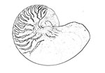 Nautilidae 鸚鵡螺科