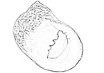 Neritidae 蜑螺科