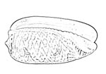 Olividae 榧螺科