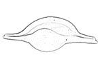Ovulidae 海兔螺科