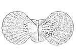 Pectinidae 海扇蛤科