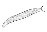 Philomycidae 黏液蛞蝓科