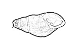 Planorbidae 扁蜷科
