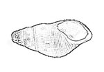 Pleuroceridae 川蜷科