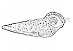 Potamididae 海蜷科