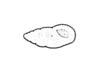 Rissoidae 麂眼螺科