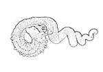 Siliquariidae 蚯蚓螺科