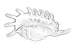 Strombidae 鳳凰螺科
