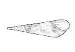 Thiaridae 錐蜷科
