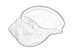 Tonnidae 鶉螺科