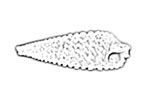 Triphoridae 左錐螺科