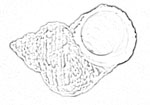 Turbinidae 蠑螺科