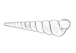 Turritellidae 錐螺科