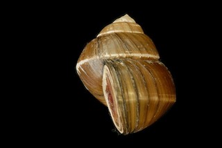 台灣貝類標本詳細資料