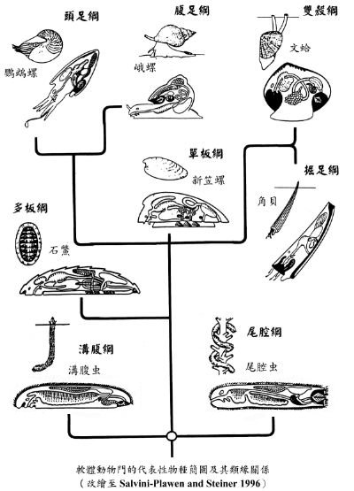 台灣貝類資料庫