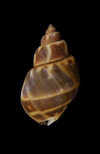 babylonia areolata 象牙凤螺