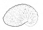 Argonautidae 船蛸科