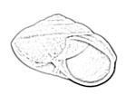 Bradybaenidae 扁蝸牛科