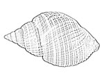 Cancellariidae 核螺科