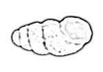 Carychiidae 罌粟蝸牛科
