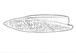 Strombidae 鳳凰螺科