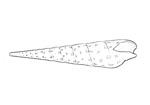 Terebridae 筍螺科