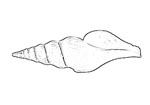 Turridae 捲管螺科