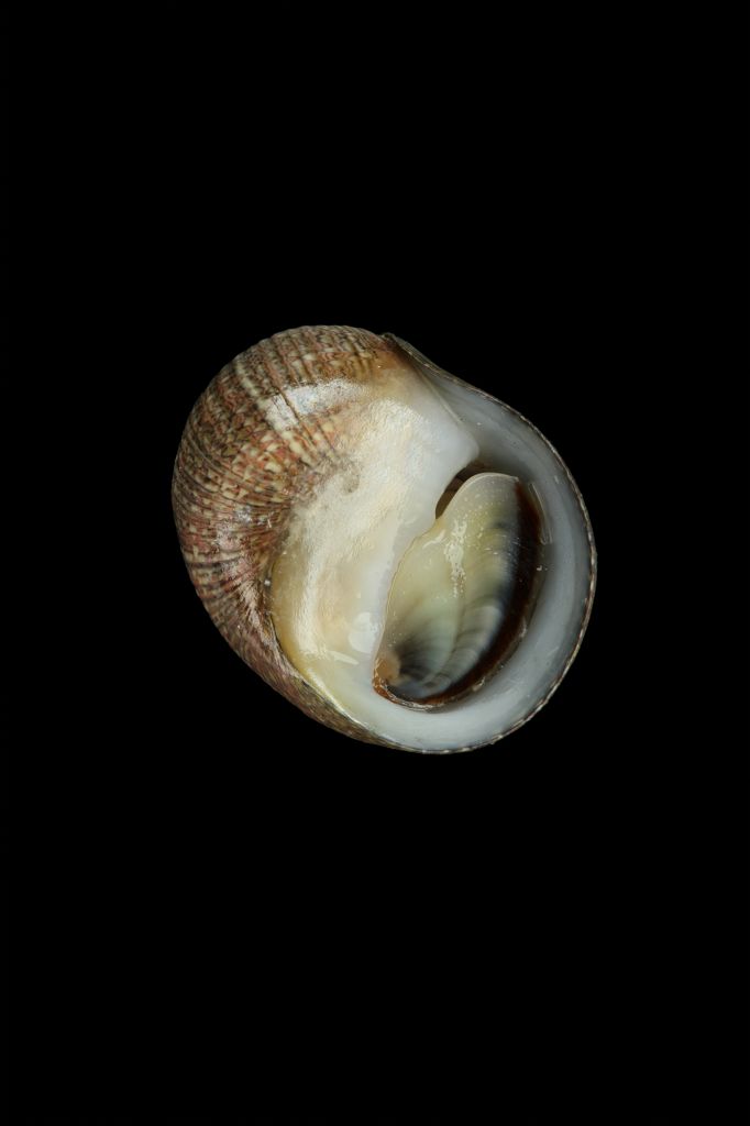 种名 clithon faba___(sowerby, 1836) 种中文名 豆石蜑螺 栖息环境