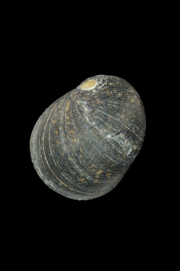 种名 nerita ocellata___le guillou, 1841 种中文名 滑圆蜑螺(黑圆蜑