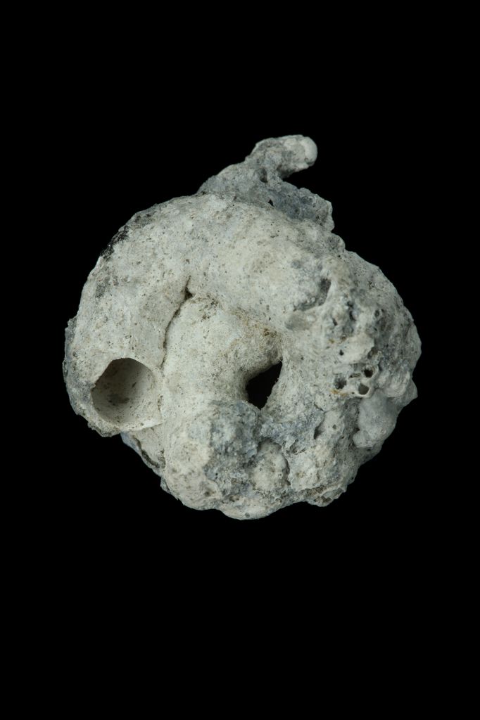 种名 serpulorbis imbricatus___(dunker, 1860) 种中文名 大蛇螺