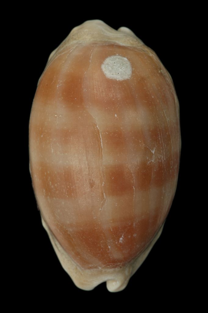 种名 cypraea carneola___linnaeus, 1758 种中文名 紫口宝螺 栖息