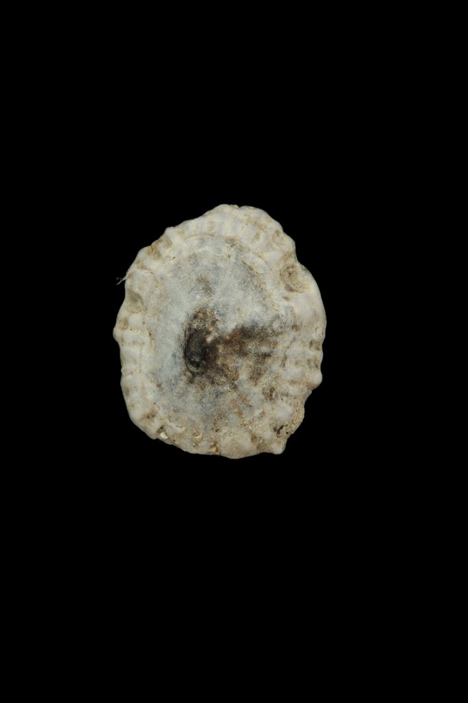 种名 siphonaria subatra___pilsbry, 1904 种中文名 花边松螺 栖息