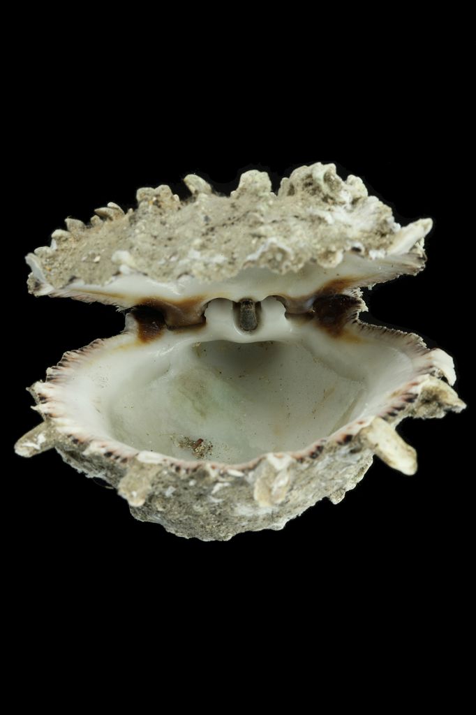 种名 spondylus barbatus barbatus___reeve, 1856 种中文名 山羊