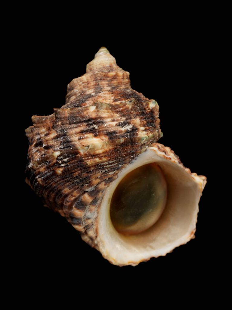 种名 turbo chrysostomus___linnaeus, 1758 种中文名 金口蝾螺 栖息