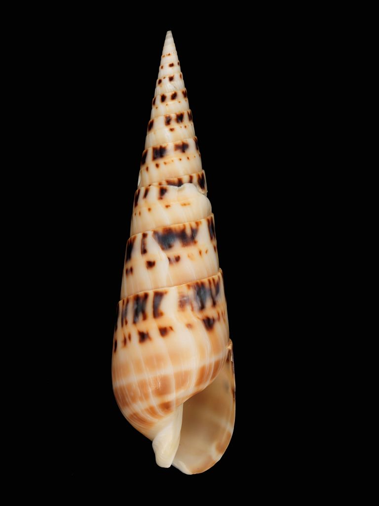 种名 terebra maculata___(linnaeus, 1758) 种中文名 大笋螺 栖息