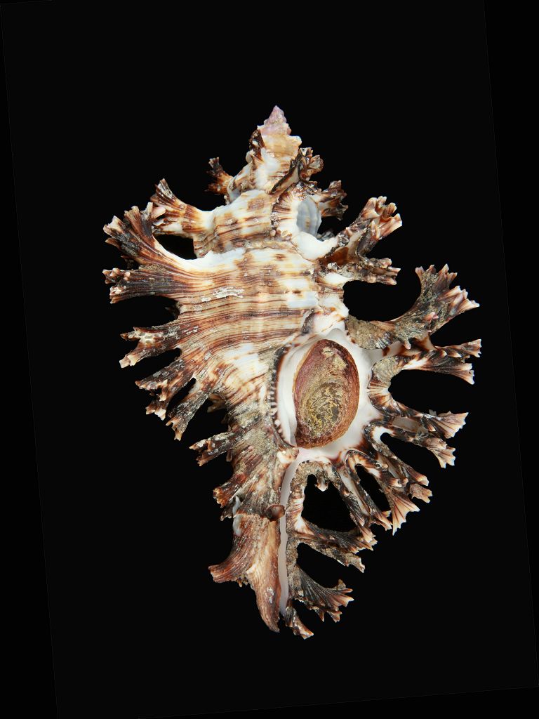 种名 chicoreus palmarosae___(lamarck, 1822) 种中文名 玫瑰千手螺