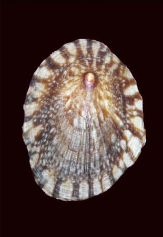 collisella heroldi heroldi___(dunker, 1861) 种中文名 花边青螺